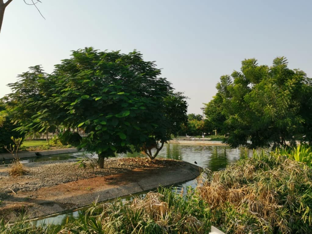 Naturalised Park & Lake Landscape — view 6